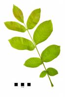 Noyer - feuille sur fond blanc (Juglans regia) 